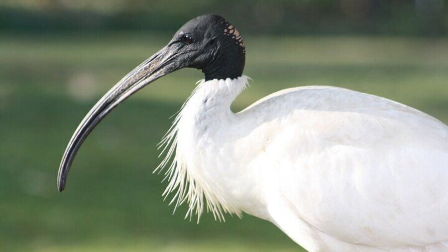 white ibis
