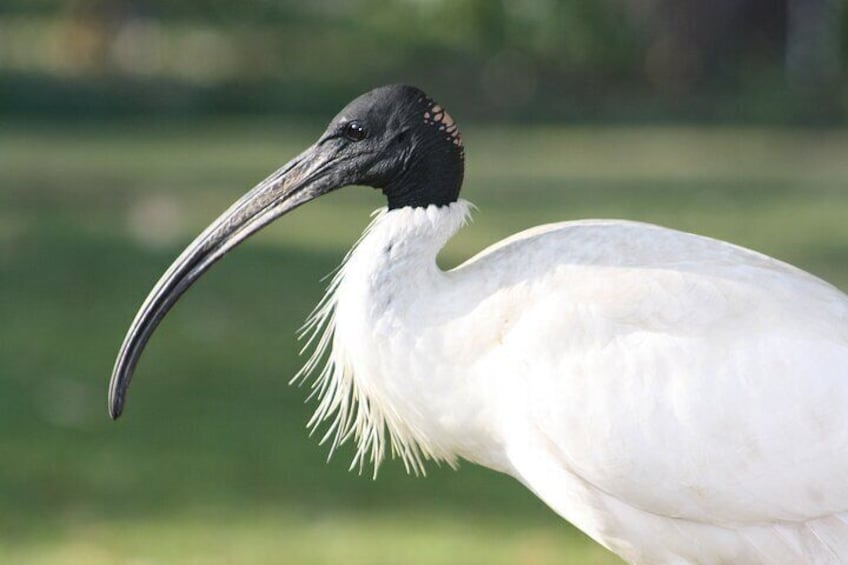 white ibis