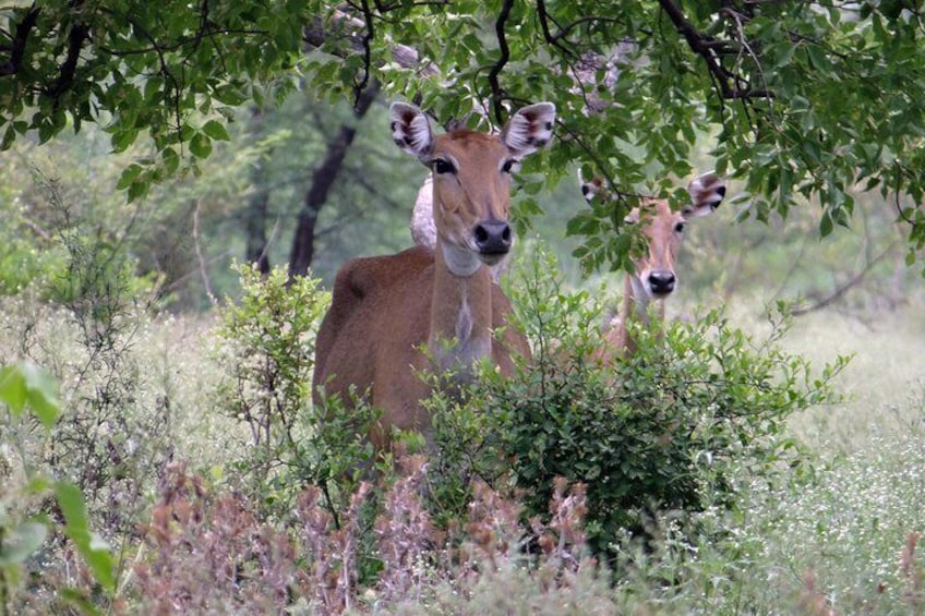 Sultanpur Bird Sanctuary Tour Near Delhi