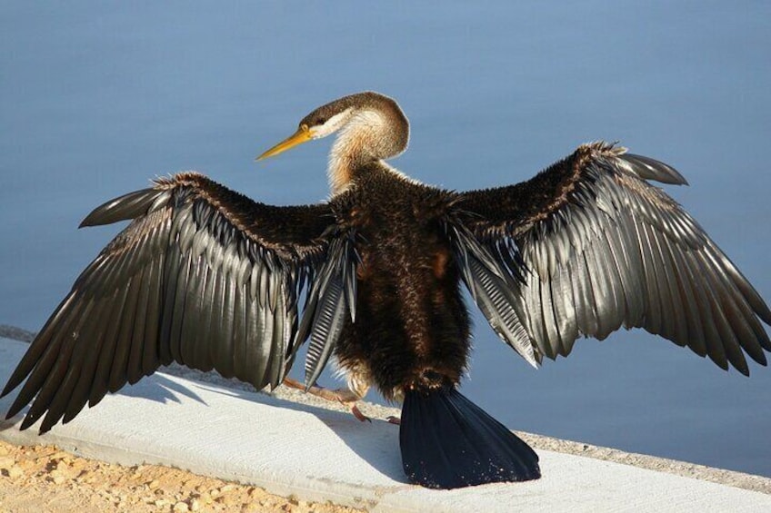 Sultanpur Bird Sanctuary Tour Near Delhi