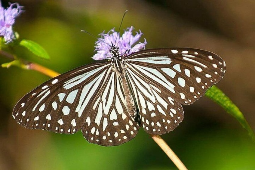 Bondla wildlife sanctuary