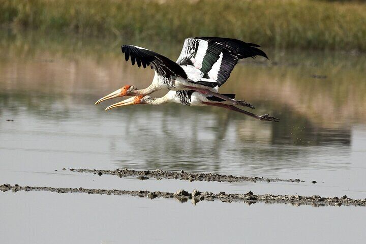 Painted storks