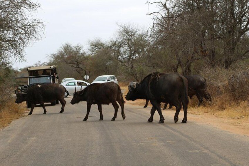 5 Day Kruger Park Classic Safari