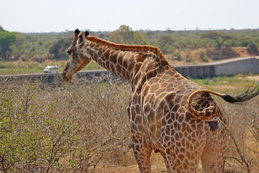 5 Day Kruger Park Classic Safari