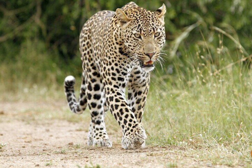 5 Day Kruger Park Classic Safari