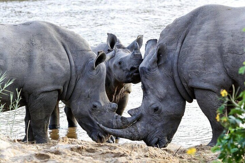 5 Day Kruger Park Classic Safari