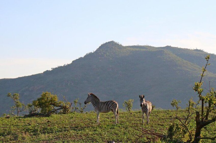 5 Day Kruger Park Budget Safari