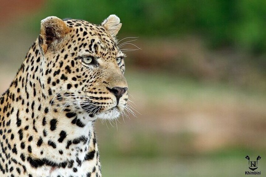 5 Day Kruger Park Budget Safari