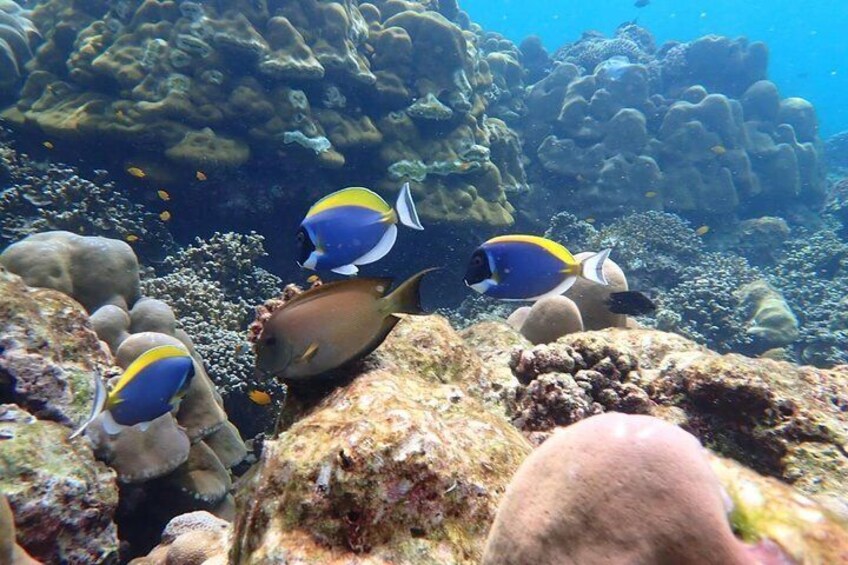 Surin Island underwater