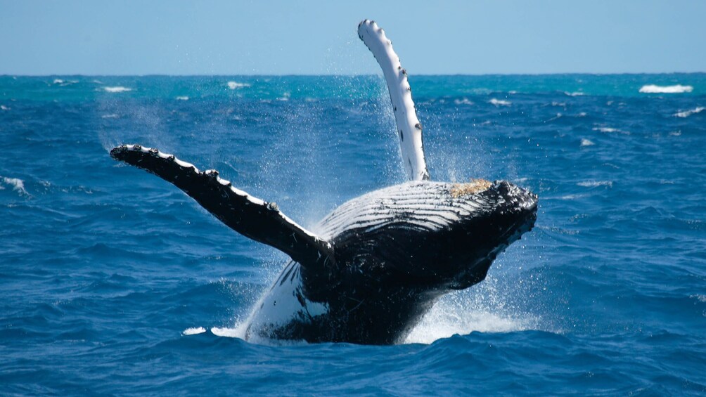Caborey Whale Watching Cruise with Breakfast & Open Bar
