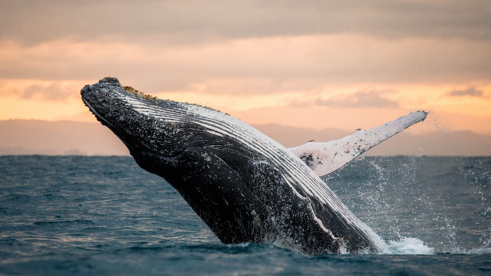 Caborey Whale Watching Cruise with Breakfast & Open Bar
