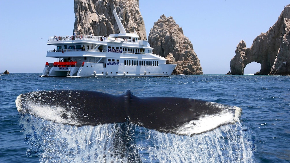 whale watchers observing from the deck of the cruise in Los Cabos