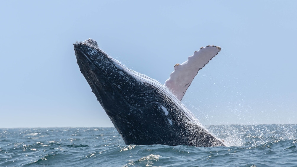 Caborey Whale Watching Cruise with Breakfast & Open Bar