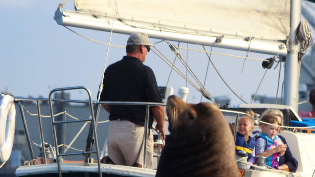 People on sailboat with sea lion in foreground in San Diego