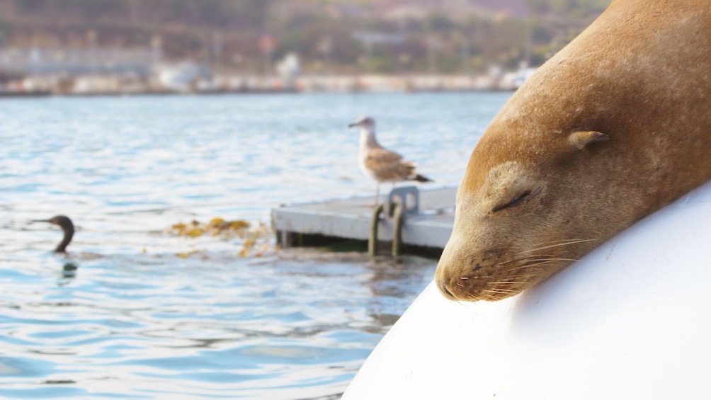 Sea lion sunning self on white buoy in San Diego
