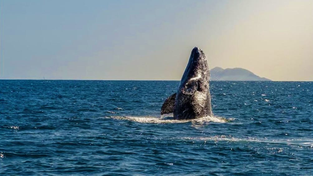 Whale breaching water off of San Diego