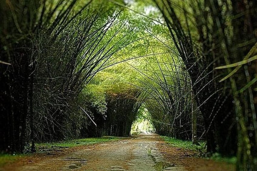 Bamboo Tunnel