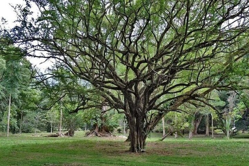 Lancetilla Botanical Garden