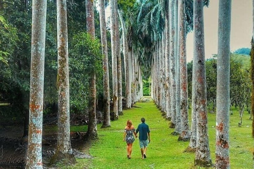 Lancetilla Botanical Garden from San Pedro Sula