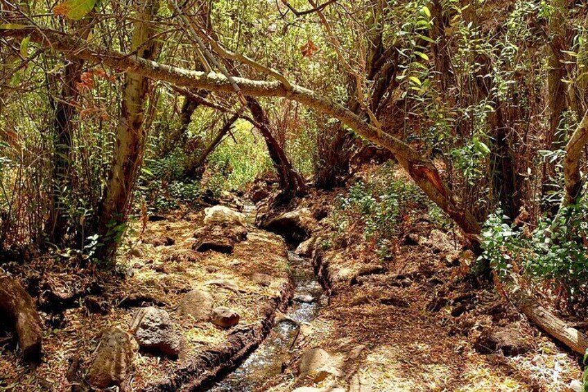 Hiking in Waterfalls & Rainforest by 2 native guides