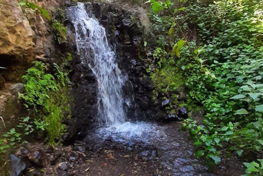 Hiking in Waterfalls & Rainforest by 2 native guides