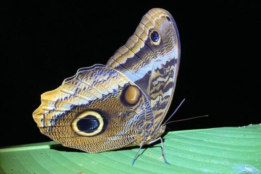 La Fortuna Arenal Butterfly Garden
