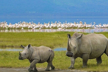 2 Day Wildlife Safari to Lake Nakuru and Lake Naivasha