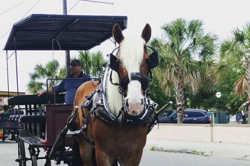 Charleston's Historic Residential Horse and Carriage Tour