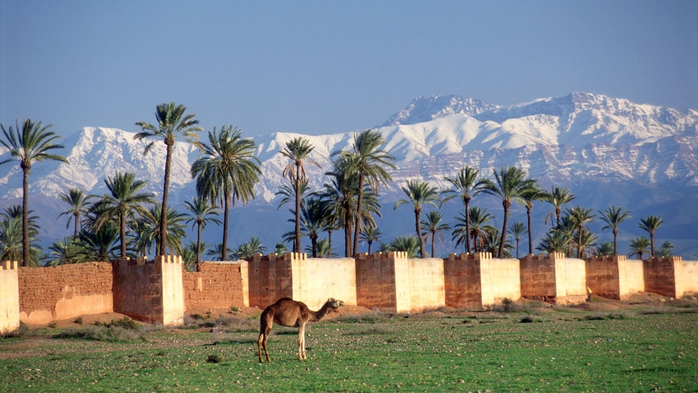 One lone camel in Marrakech 