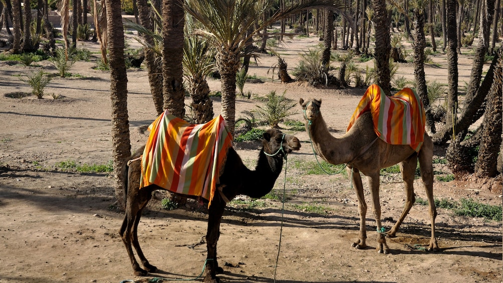 Two camels in Marrakech 