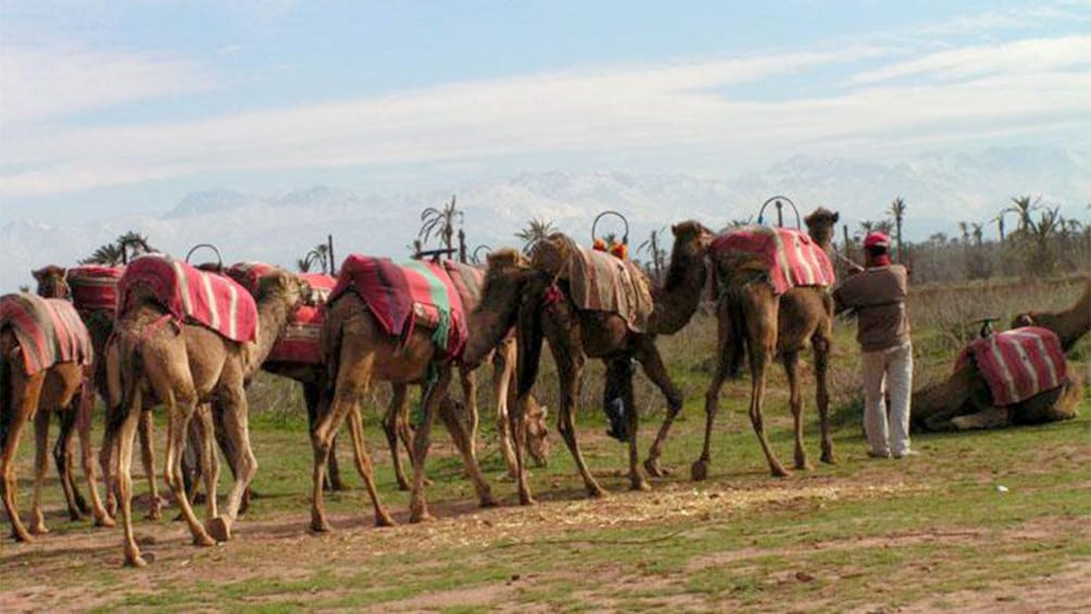 Trainer getting the camels ready for the Palm Grove Camel Ride in Marrakech