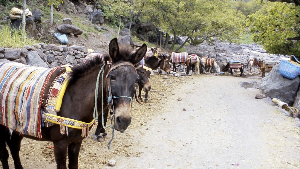 Donkeys at Mount Toubkal in Marrakech 