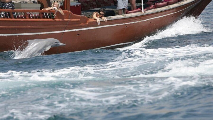 Guest taking photos of Dolphin during cruise jumping very close to dhow/ boat.