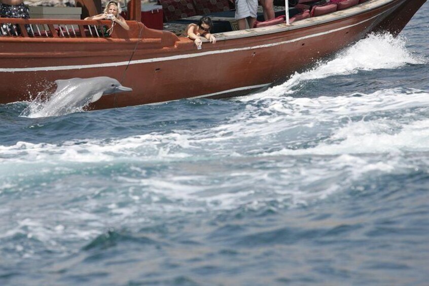 Guest taking photos of Dolphin during cruise jumping very close to dhow/ boat.