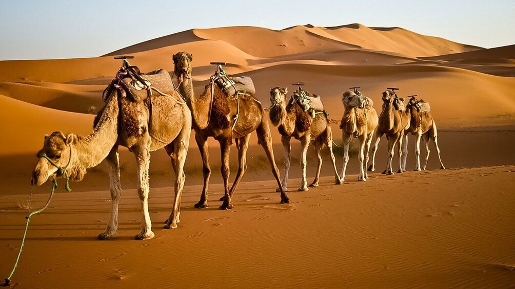 Show item 1 of 5. Camels trekking the Zagora Dunes in Marrakech