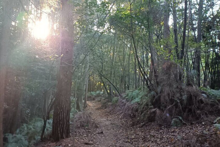 Hiking trail in early Autumn