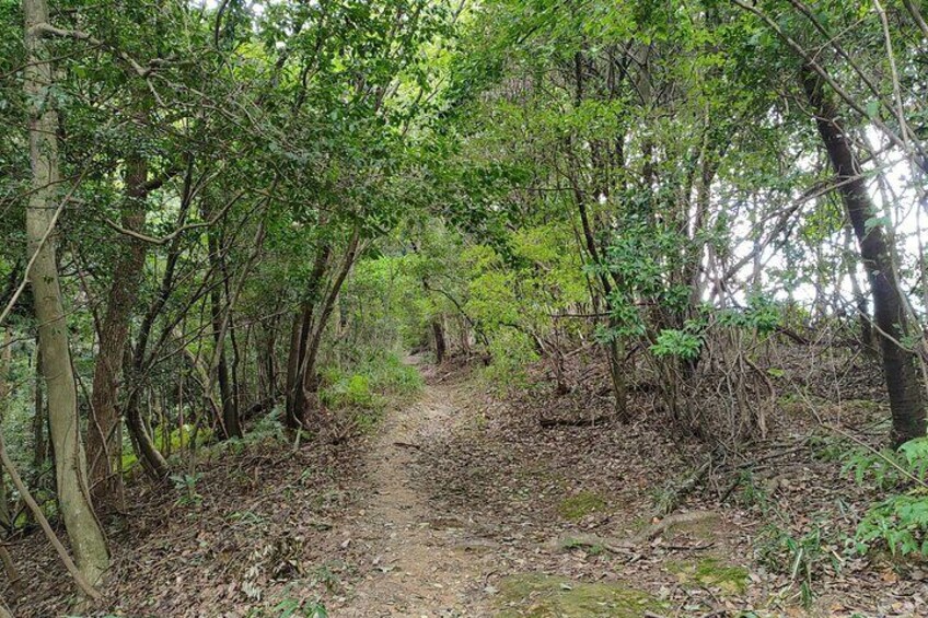 Hiking Trails in the Summer