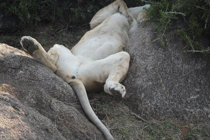 Nairobi National Park & Giraffe Centre