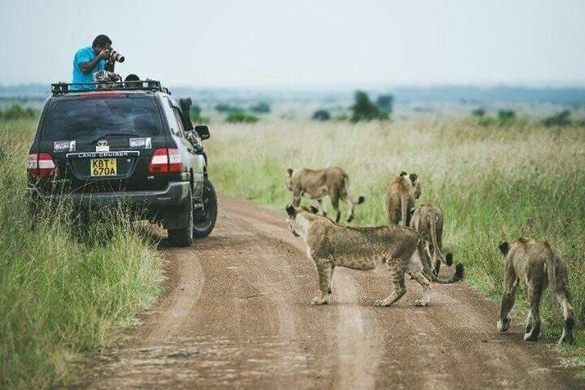 Nairobi National Park & Giraffe Centre