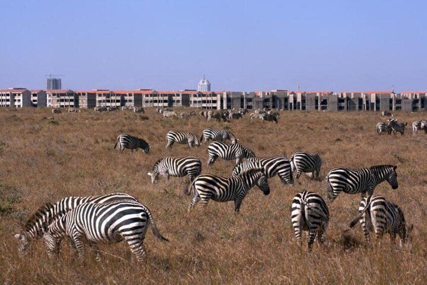 Nairobi National Park & Giraffe Centre