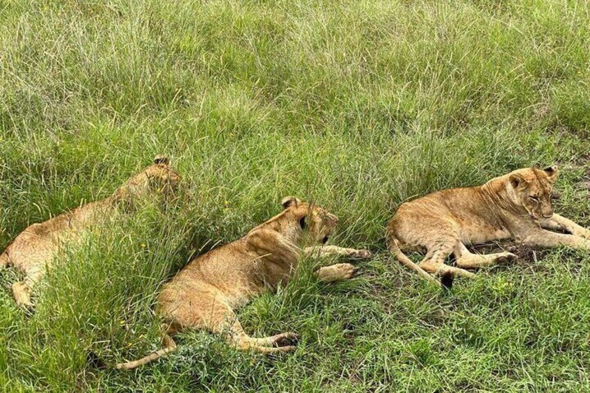 Tour Nairobi National Park/Elephant & Giraffe Centre