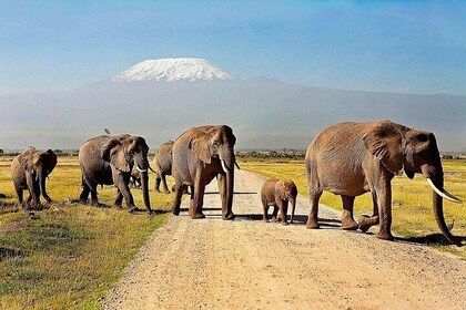 Dagtrip naar Amboseli Nationaal Park en gamedrive