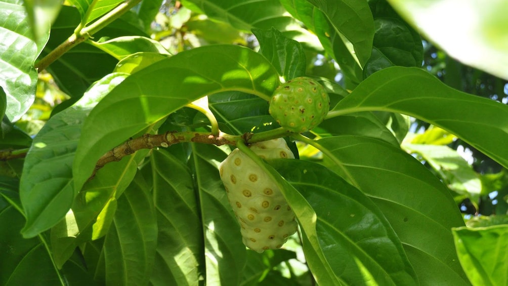 View of a green plant in a garden of Grenada 