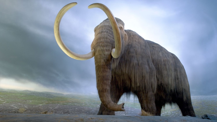 Mammoth mural at the Royal BC Museum in Victoria