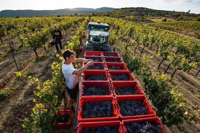 Château de la Selve - The harvest