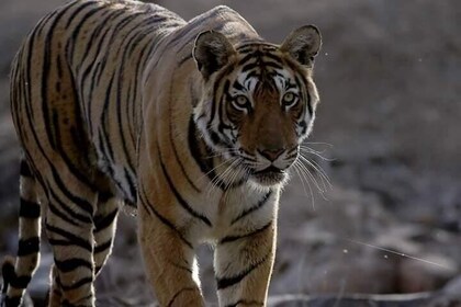 Ranthambore Tiger Safari With Taj Mahal 