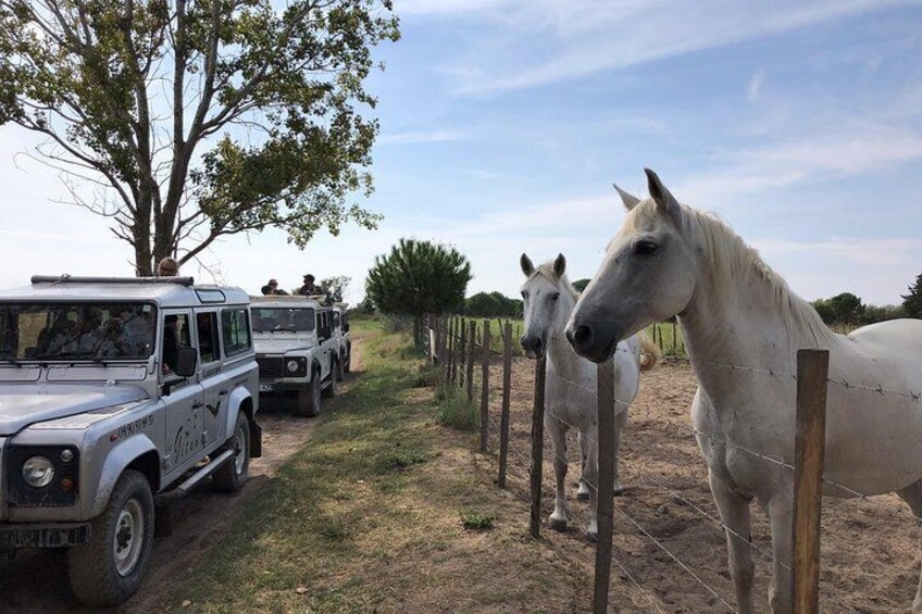 Camargue horses