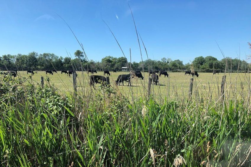 Camargue 4x4 Safari 2 hours Saintes Maries de la Mer