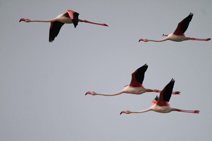 Flamingos in flight