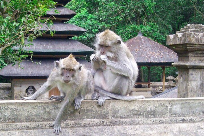 Monkey Forest
